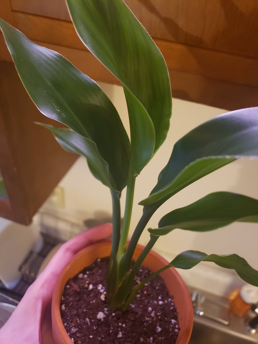g0rmang0's tweet photo. Bird of paradise 2019 -> 2022 https://t.co/XANNNKqz6c