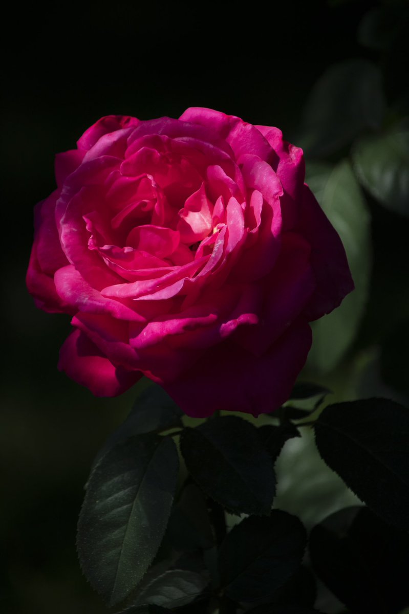 The natural light on this rose. Love catching the effects of a dramatic sun.

#flowers 
#flower
#flowerphotography 
#naturephotography 
#nature
#floral 
#flora
#flowerlovers 
#flowermagic 
#flowertwitter 
#flowerporn 
#macroflowers
#macrophotography
#rose
#roses
