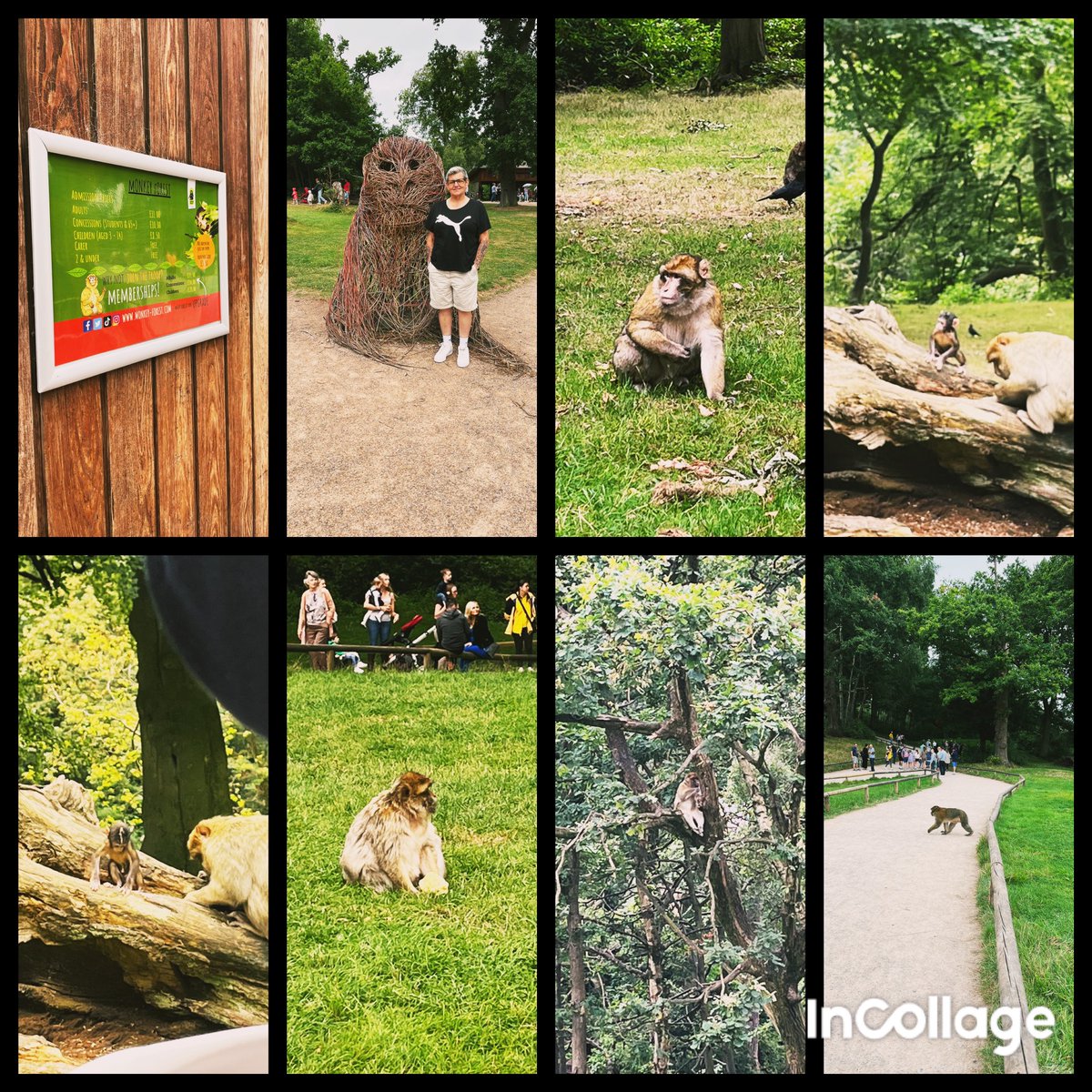 Monkey Forest! Spending time with my spirit animals to get my #NursesActive steps today @MRowlandPhysio <a href="/samgrove70/">samgrove70@icloud.com</a> <a href="/Saraklowe/">Sara Lowe</a> 🙈🙉🙊