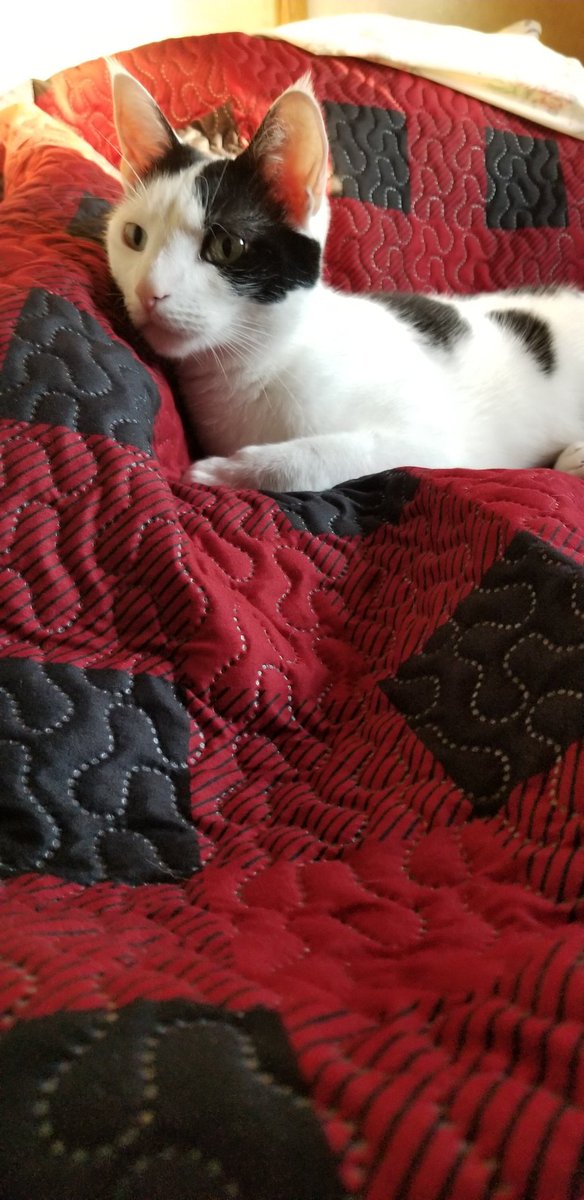 TeachPeachMath's tweet image. Cats everywhere here @ Watkins Glen! @RedCatWine, @RadCatsNFT #26 NASCAR, + my baby girl, @TheSprinklesCat! #watkinsglen #NASCAR #camplife