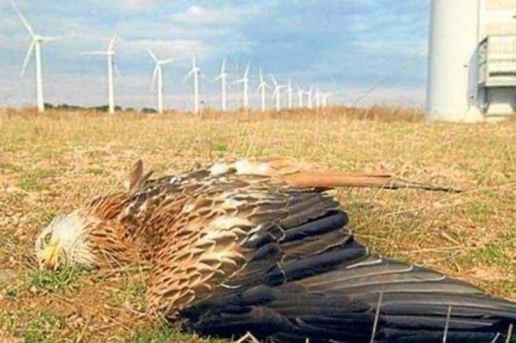 JohnLeFevre's tweet photo. If this bird was covered in oil, you’d see this picture everywhere. https://t.co/RbHXYmzqmJ