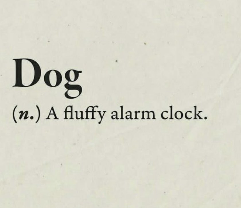 ronniedahl's tweet image. Truth 🐶 #petparentproblems