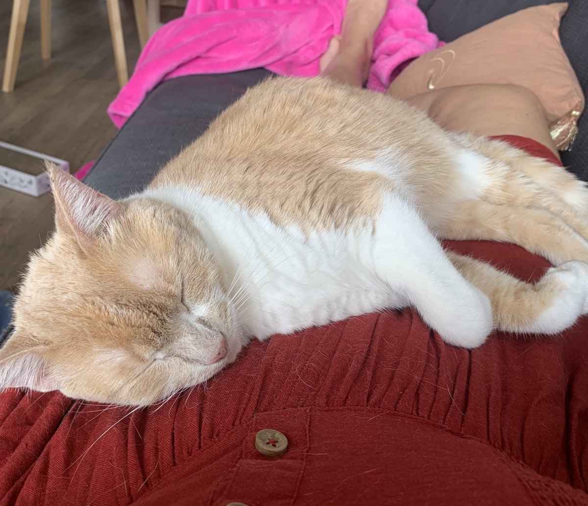 LizzieLeKitty's tweet photo. from « je crache sur tata » to « je tape mes meilleures siestes sur elle » really quickly

bref, je passe de bonnes vacances et j’ai bien oublié mes humain·es 😼 https://t.co/cF7NvGXZWn