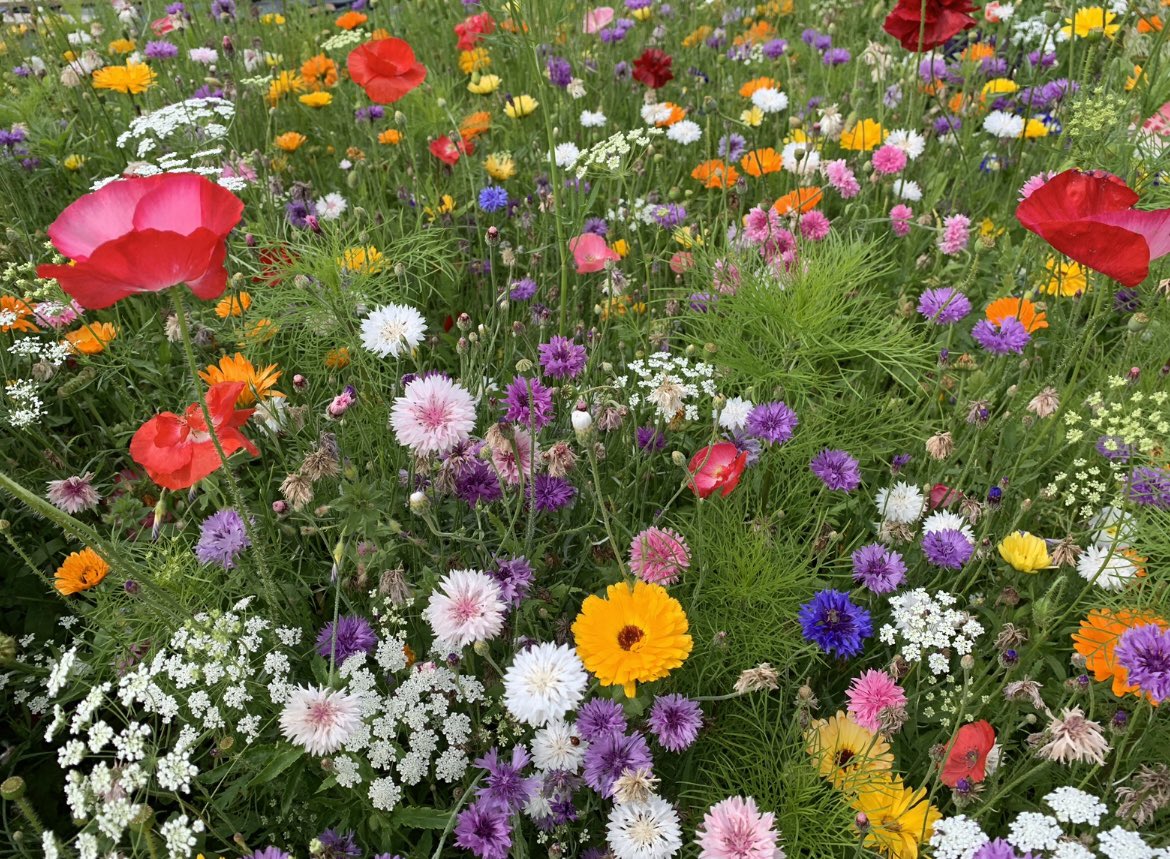 WaltzGarden's tweet photo. A bit of rain and they soon quickly blossom https://t.co/YLaUdmDfTh