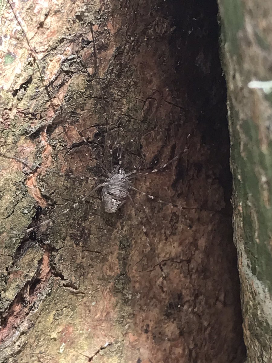 CContrapposto's tweet photo. Spider identity please? Discovered by Ella age 6 in a Surrey garden just now @Britnatureguide @ExploreSurreyUK @SurreyWT @chrisbeardshaw https://t.co/vmTwd0j45e