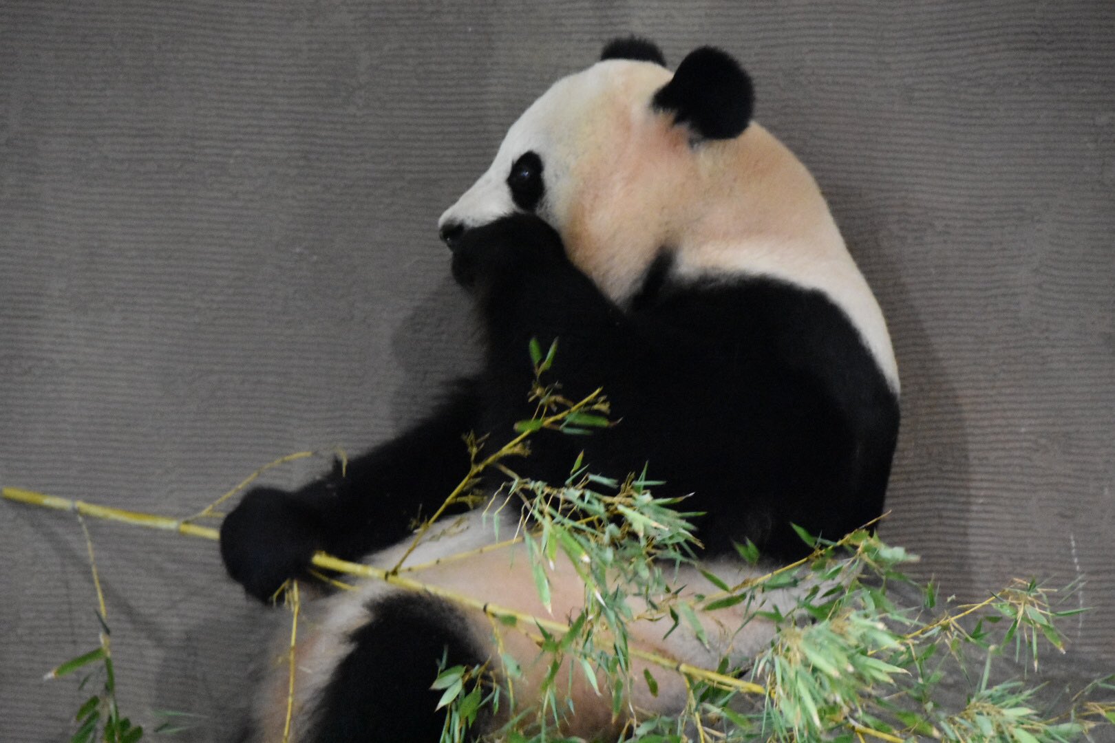 Tweets With Replies By Pandaism Pandaism0103 Twitter