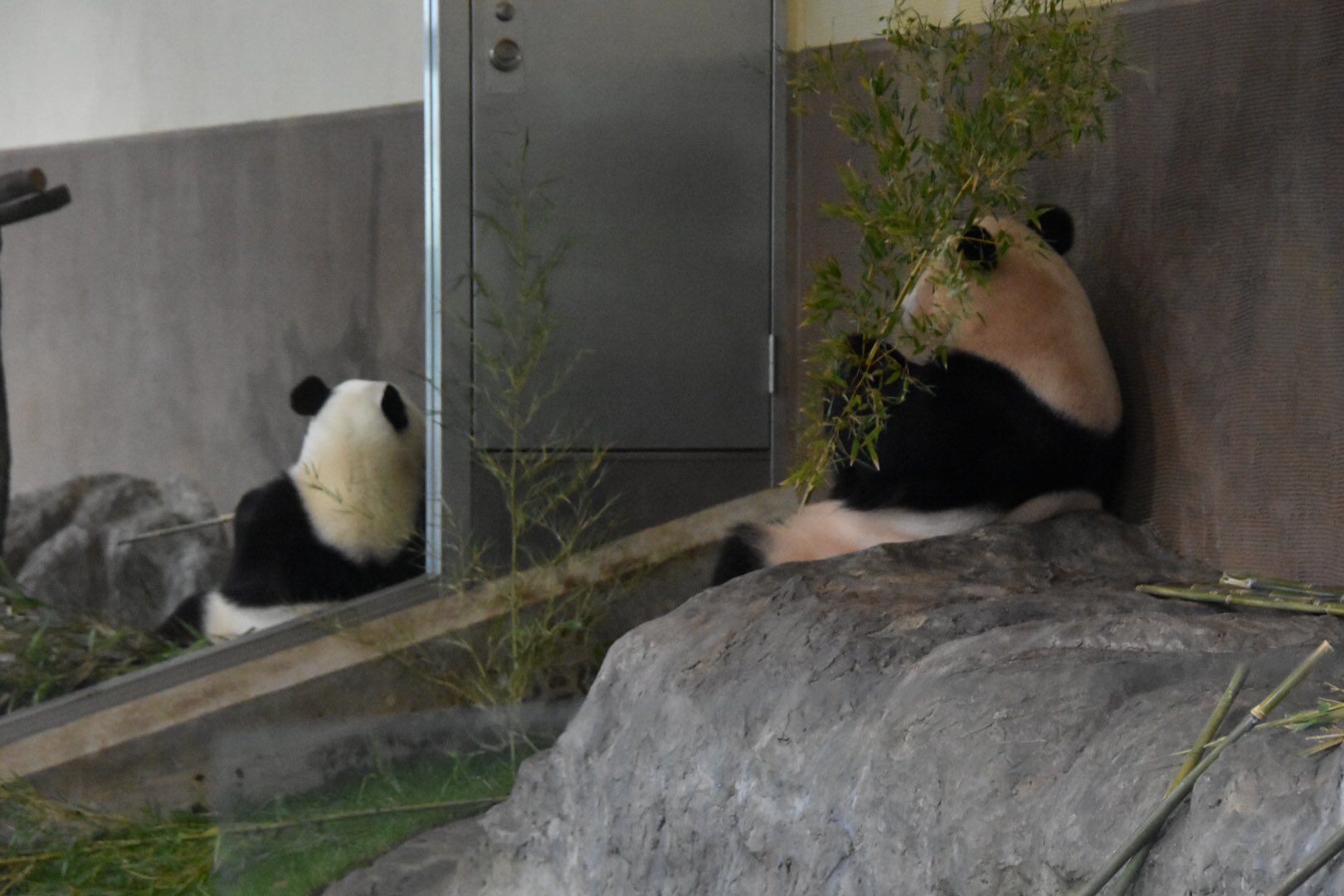Tweets With Replies By Pandaism Pandaism0103 Twitter