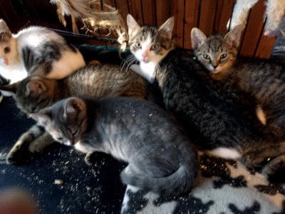 AbbeycatAdopt's tweet photo. ‼️FOSTER APPEAL‼️We have so many cats and kittens waiting to enter the foster program, we just need more homes so we can get them out of the shelter and into a real house. Please apply or spread the word today! #FosterAppeal #TorontoCatRescue #OntarioCatRescue #Cats #Kittens https://t.co/wgHAoJIIOH