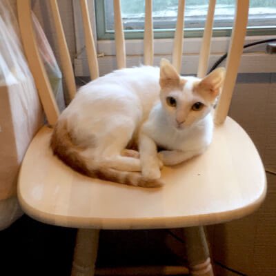 AbbeycatAdopt's tweet photo. ‼️FOSTER APPEAL‼️We have so many cats and kittens waiting to enter the foster program, we just need more homes so we can get them out of the shelter and into a real house. Please apply or spread the word today! #FosterAppeal #TorontoCatRescue #OntarioCatRescue #Cats #Kittens https://t.co/wgHAoJIIOH
