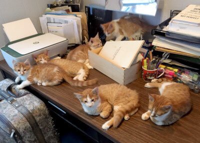 AbbeycatAdopt's tweet photo. ‼️FOSTER APPEAL‼️We have so many cats and kittens waiting to enter the foster program, we just need more homes so we can get them out of the shelter and into a real house. Please apply or spread the word today! #FosterAppeal #TorontoCatRescue #OntarioCatRescue #Cats #Kittens https://t.co/wgHAoJIIOH