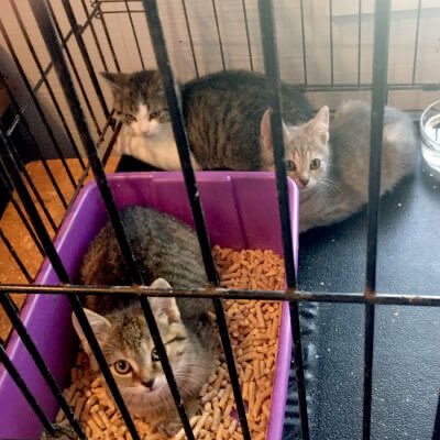 AbbeycatAdopt's tweet photo. ‼️FOSTER APPEAL‼️We have so many cats and kittens waiting to enter the foster program, we just need more homes so we can get them out of the shelter and into a real house. Please apply or spread the word today! #FosterAppeal #TorontoCatRescue #OntarioCatRescue #Cats #Kittens https://t.co/wgHAoJIIOH