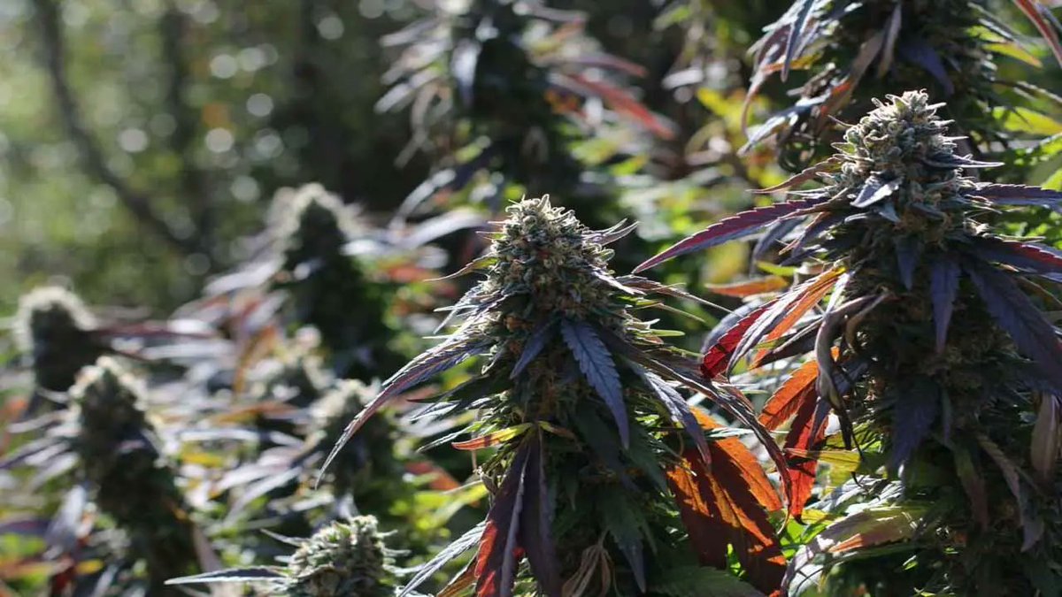 cannainvestors's tweet photo. California marijuana licensing set to slow with end of provisional program https://t.co/5hAacHwDc7 via @MJBizDaily https://t.co/VKWoIa8LQ2