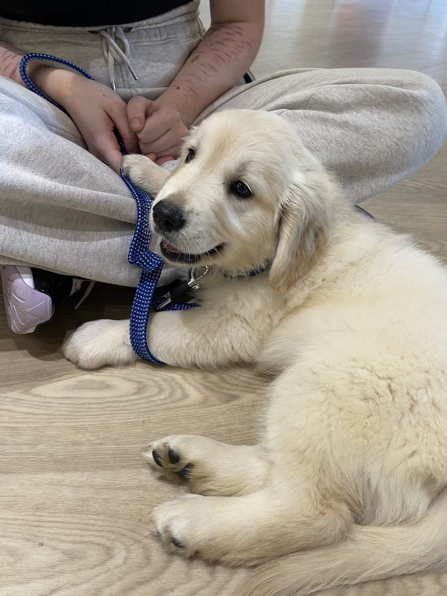 RMN_Grace's tweet photo. Sundays = puppy cuddles 🫶🏼 https://t.co/q3VQiJVPkK