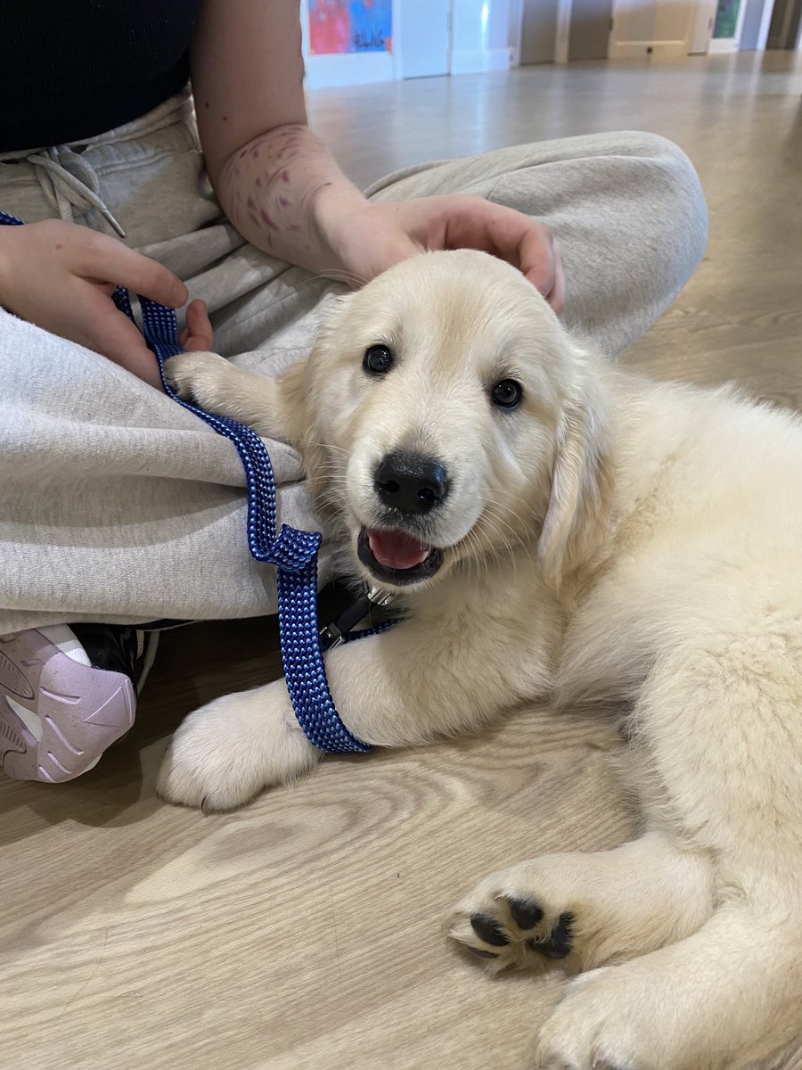 RMN_Grace's tweet photo. Sundays = puppy cuddles 🫶🏼 https://t.co/q3VQiJVPkK