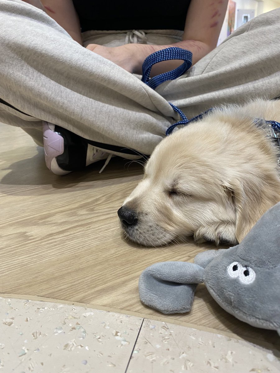 RMN_Grace's tweet photo. Sundays = puppy cuddles 🫶🏼 https://t.co/q3VQiJVPkK