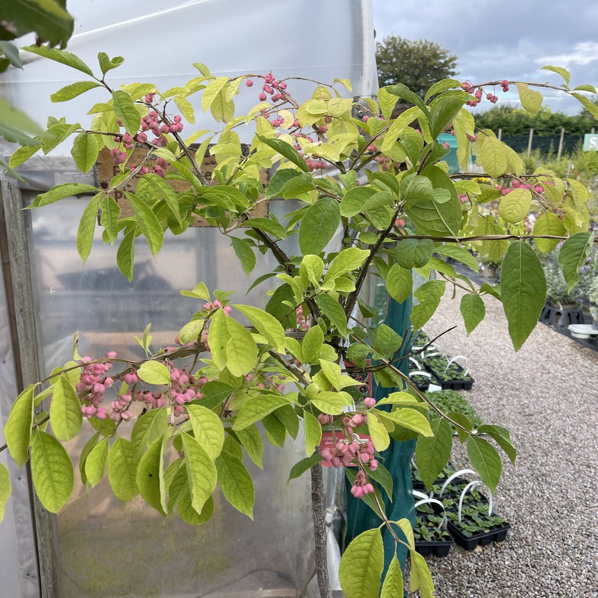 madleyplants's tweet photo. Thank heavens for that, finally the holiday is over and we can get back to it from 10am tomorrow 🤣. Lots of colour available including the fab looking Euonymus phellomanus with its gorgeous pink berries. The cafe is open too...10-4, 7 days a week 👏 https://t.co/S0OQQK152I