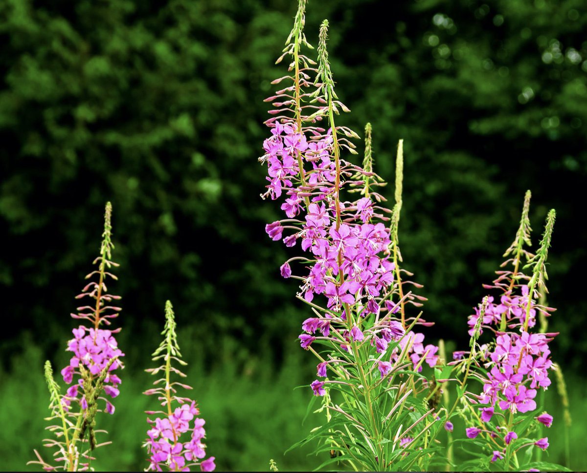 NJKeepItGreen's tweet image. This NJ wildflower has a deceptive name: the fireweed! Despite its unusual moniker, this plant would be a colorful addition to any backyard or garden. Consider planting one today!