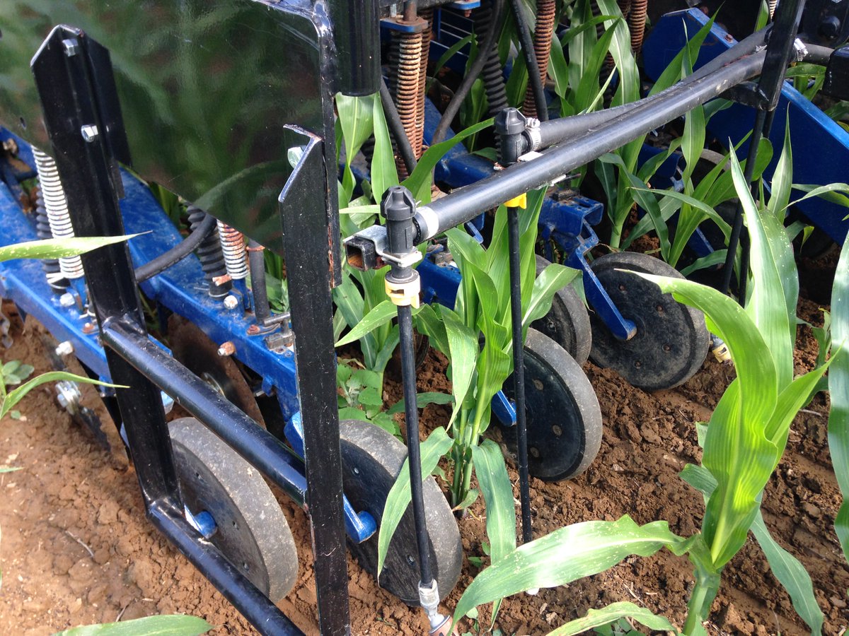 SSSA_soils's tweet image. Scientists compared the effects of #interseeding vs. post-harvest planting of #covercrops with corn. They found the interseeded ryegrass cover crops had potential to retain as much nitrogen as a post-harvest seeded cereal rye cover crop: ow.ly/nyXI50KgiJa 

📸: Sarah Isbell