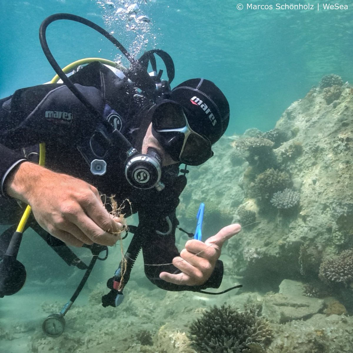 Stony #corals have #fragile skeletons and soft tissues and like many other #MarineAnimals can easily be injured when in contact with lost #FishingGear The WeSea #diving team is always ready to remove these harmful fishing lines from the #MarineEnvironment 🤿🪸 #WeSea #GhostNets