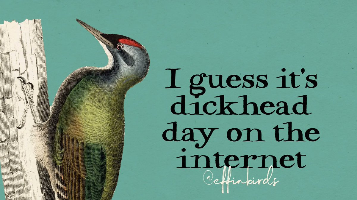 Effin' Birds tweet media