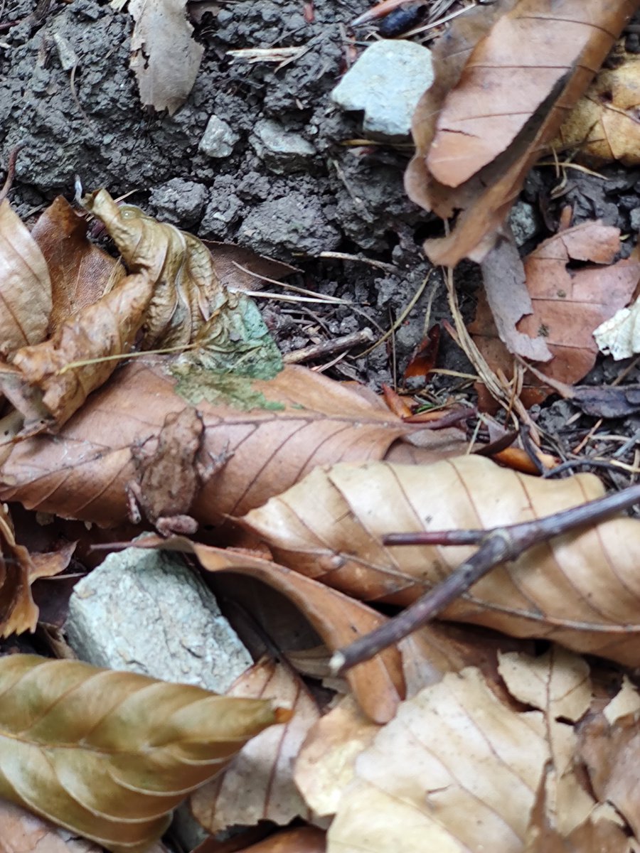 GeologistsCat's tweet photo. @MunchPudding Oh great. My humans met yesterday a little road😸
#LeafForScale
#hedgewatch #Toadwatch https://t.co/noZdmEHLCE