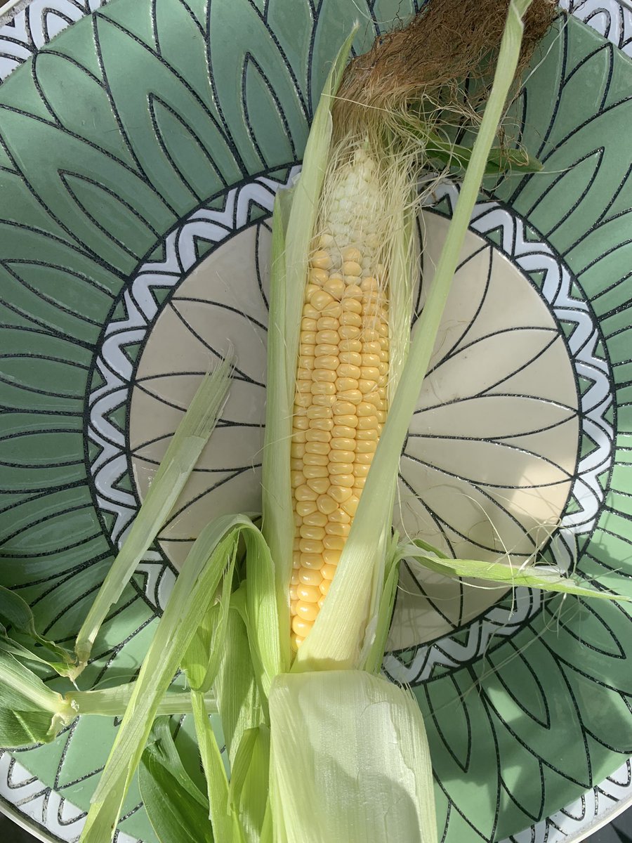 millersarah3's tweet photo. First corn of the crop #goodlfe #gardening https://t.co/57I5CG1Jdk