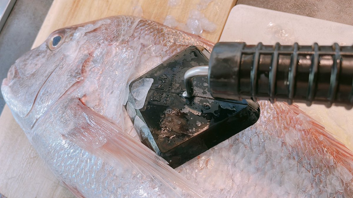 PPirako's tweet photo. めちゃくちゃ大きな鯛で捌くの苦労したけど美味しかった🐟💖鱗トルってウロコとりを最近使ってるんだけど、力もあまりいらなくて飛び散りにくくてかなり良い👍
ただ魚捌くとヒレやら骨やらで毎回指を負傷するのなんとかしたい😭 https://t.co/F45qICwW7W
