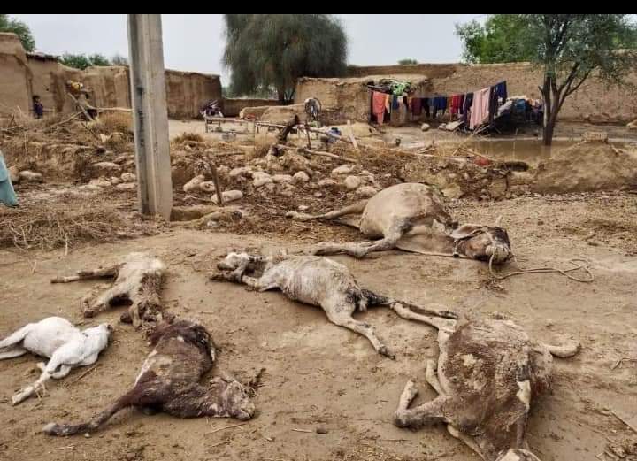 ah7323491's tweet photo. Govt should give immediate attension to DGK, rajanpur, fazilpur, hajipur and other tribal areas and rescue flood affecties..
#RajanpurNeedsattention 
#TaunsaNeedsAttention 
#SouthPunjabNeedsAttension https://t.co/ziuxPrCOaQ