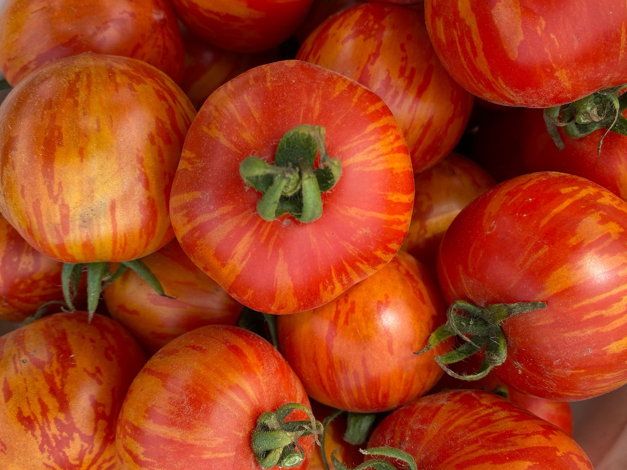 BrixBountyFarm on Twitter "Red Zebra tomatoes looking pretty. https