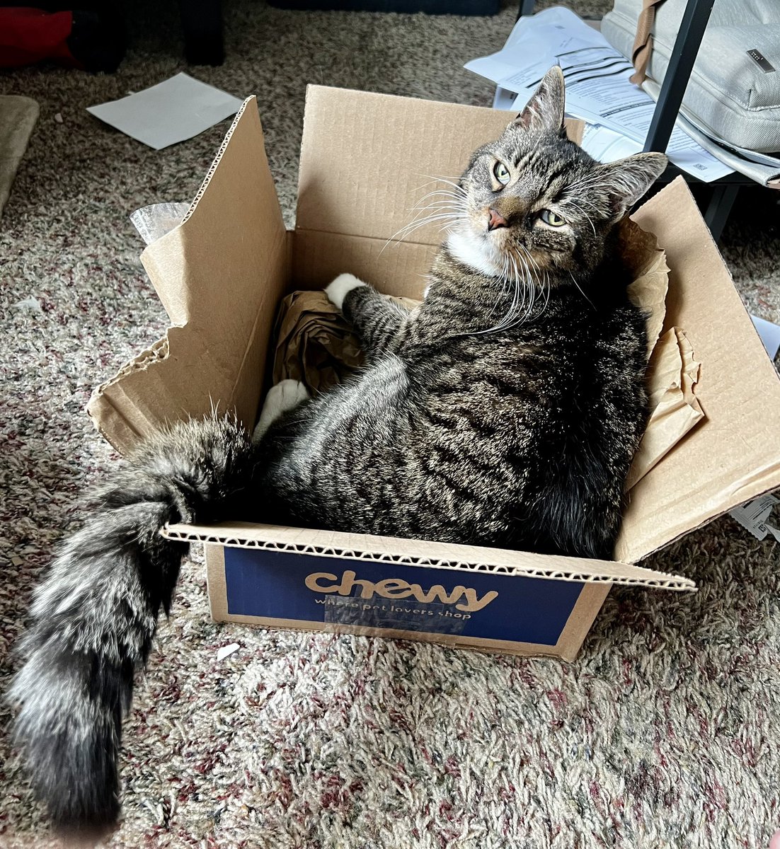 CreativeLawLLC's tweet photo. @Chewy The #cheweybox is here! https://t.co/B5RFz1l0KY