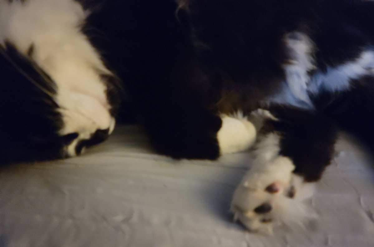 beazycat's tweet photo. As fun as she is to play with, I luv to watch her sleep so peaceful! I can't imagine what life was like as a tiny kitten living in an alley all by herself after a tornado took her entire litter.
I'm sure it's hard to tell she's luvedπ€π€π€
#Beazycat
#Beans
#FloofyPaws
#ToeTufts https://t.co/bcfCX7x8VR