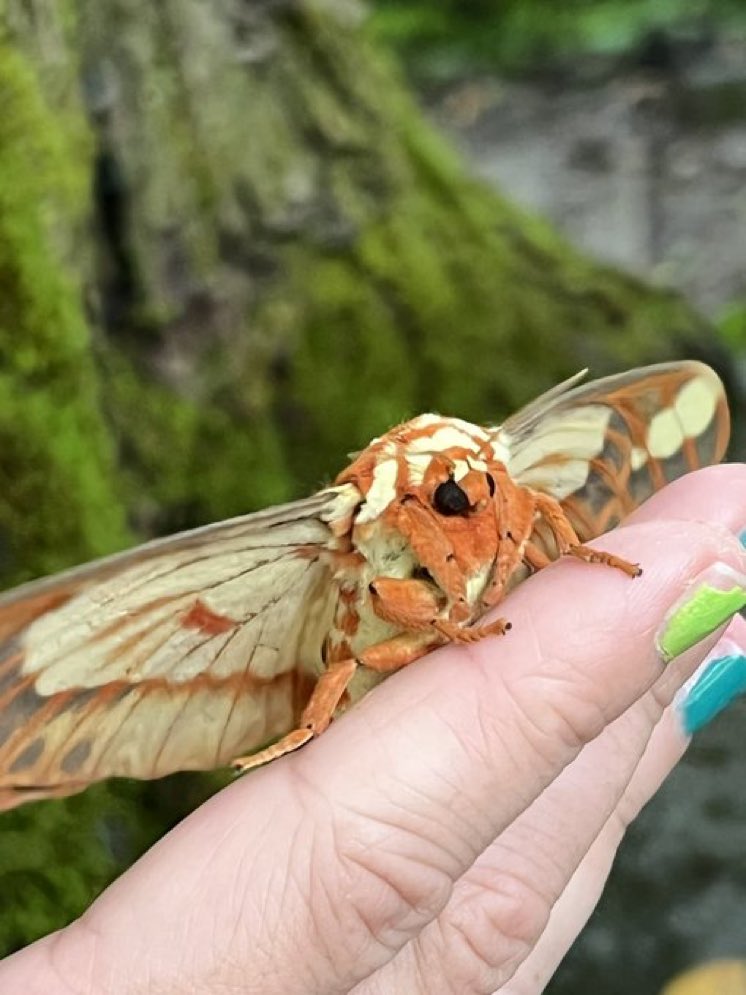 moths_daily's tweet photo. https://t.co/Cr1FDIeiIz