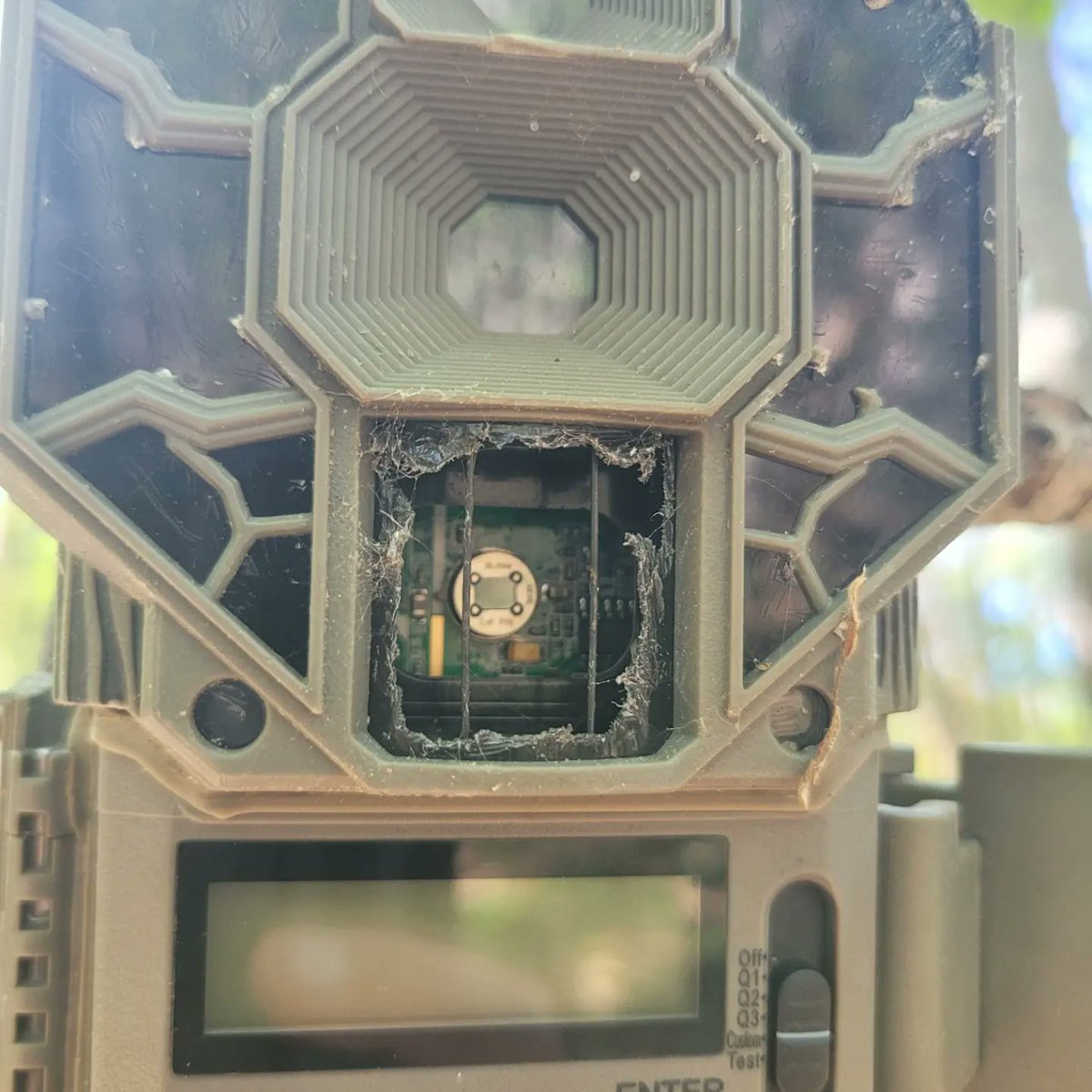 When doing field research, you never know what you are going to find. During today's camera check, our researcher discovered a squirrel destroyed camera. This squirrel had quite the precision and with it the retirement of a camera.