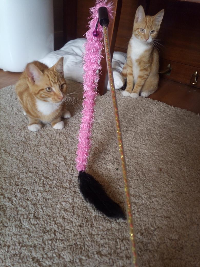 Tim van Hasselt tweet media