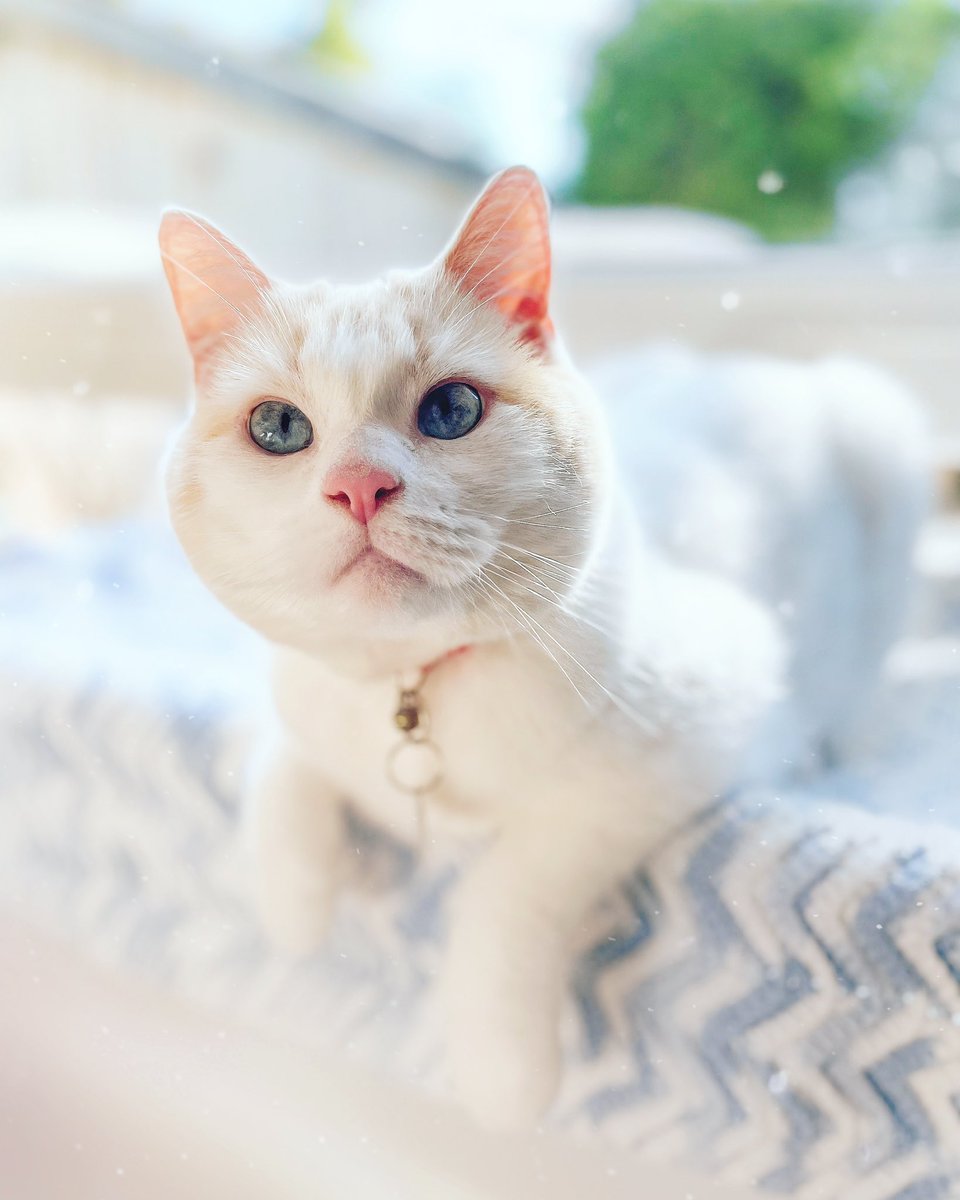 Meet my baby girl, Shiro 🤍😽🎀

#animals #CatsOfTwitter #cat