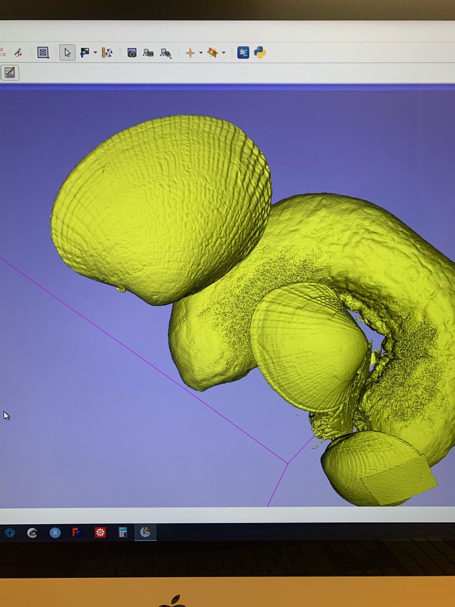 CoralinaDiana's tweet photo. Endless days working and learning a LOT in the #BITI class, and here you can see one of the results with the Micro-CT scan!! Beautiful 3D scan for my #Leukoma project @MarineBiol_FHL #shells #mollusks #invertebrates #microCTscan https://t.co/9A5u91Dfpd