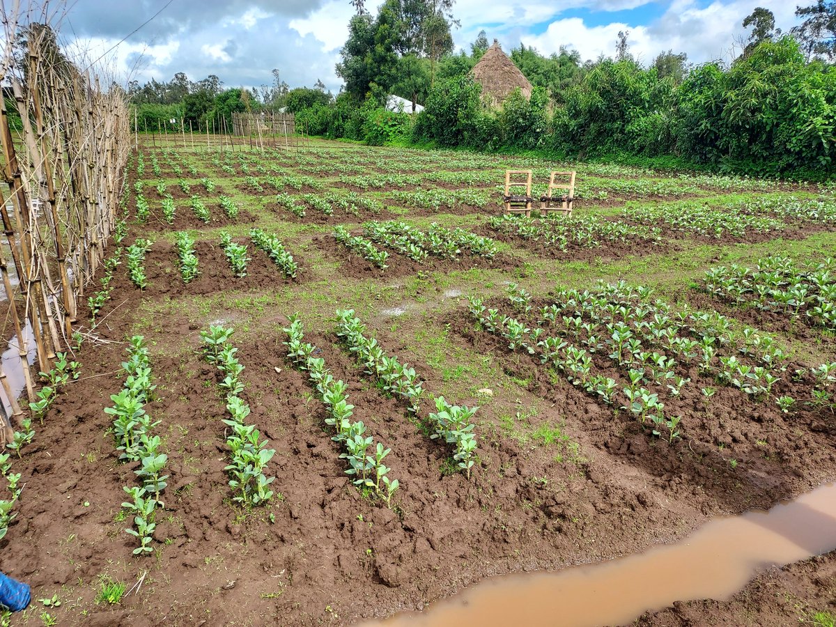 KiflemariamYB's tweet photo. Our field experiment on #acidtolerance #fababean genotypes in Ethiopia is going well. #UniversityHelsinki &amp; #ARARI collaburation through #InnoFoodAfrica project tasks on #ClimateSmart crops. https://t.co/vetht7FDde