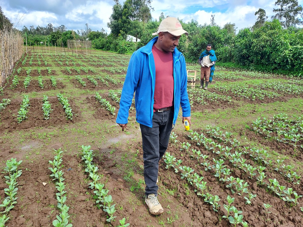 KiflemariamYB's tweet photo. Our field experiment on #acidtolerance #fababean genotypes in Ethiopia is going well. #UniversityHelsinki &amp; #ARARI collaburation through #InnoFoodAfrica project tasks on #ClimateSmart crops. https://t.co/vetht7FDde