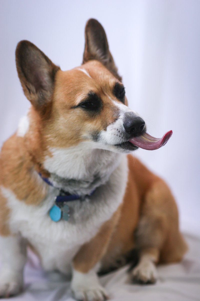 San Miguel de Allende's Unofficial Corgi Mayor tweet media