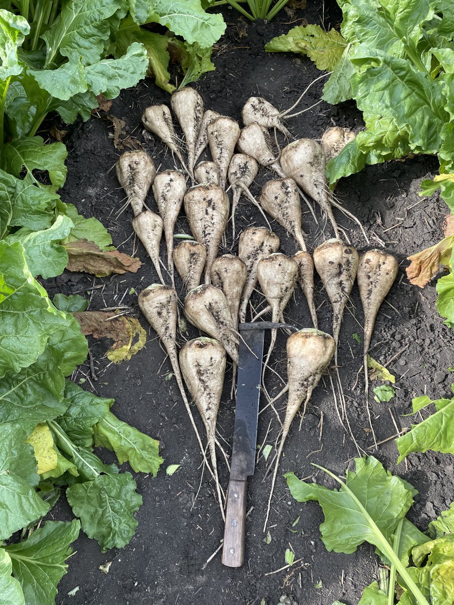 AgronomyChad's tweet photo. Beets are starting to look nice. Couple more shots of rain and we will be looking good. Nice roots and long tails looking for water. #CrystalSugarCo #agriculture #sugarbeets #HongFarms https://t.co/A2aX97ox58