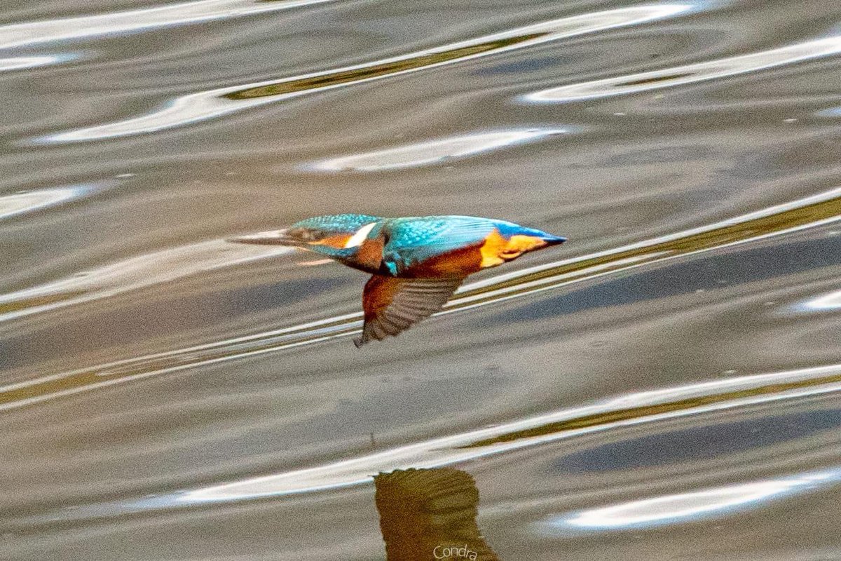 🌀 One of a family of kingfishers ‘below the canal around the ramparts.’ 

📸 Brian Condra, A Day in the Life… of the River Boyne

#saveouririshwaters #kingfisher 
#biodiversity #SaveTheBoyne #restoreourwaters 
#riversuniteus #HeritageWeek #WaterHeritageDay #Boann