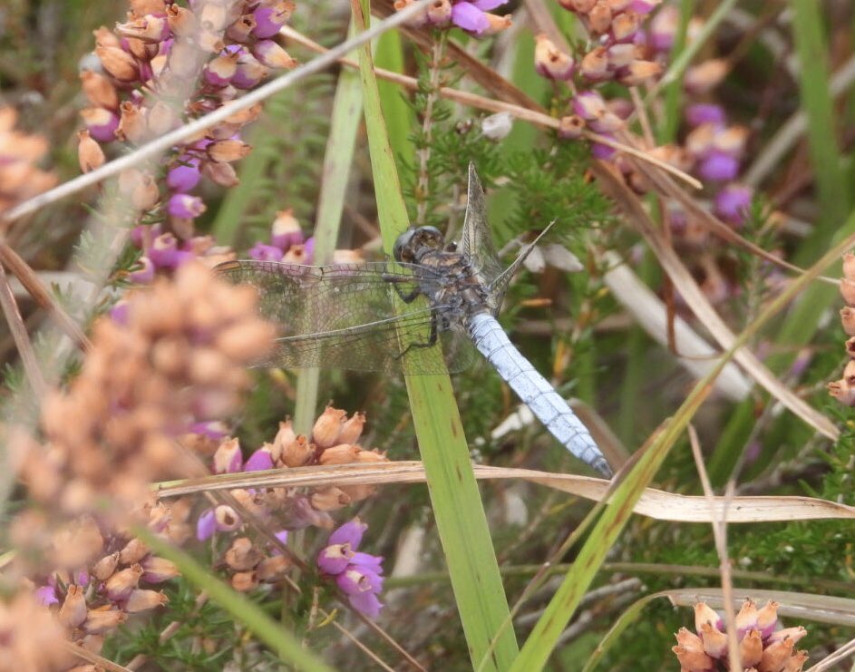 A fair few grayling on the paths at Aylesbeare this morning, one even deigning to show some forewing while upside down. A single clouded yellow also a highlight, after a narrow escape from a spiders web
