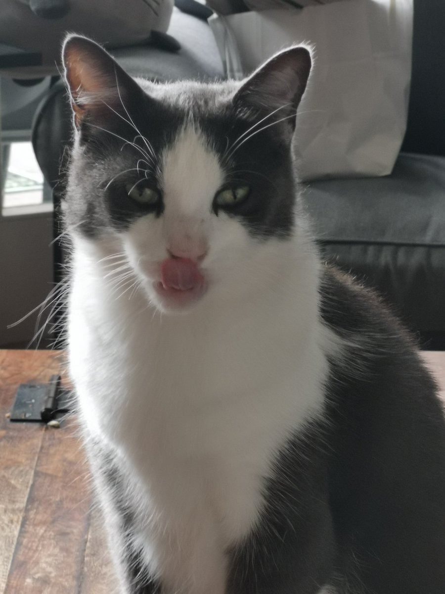 Zeg vrouwtje. Ik geloof er geen barst van dat het nog geen half vijf is. Geef me eten : NU