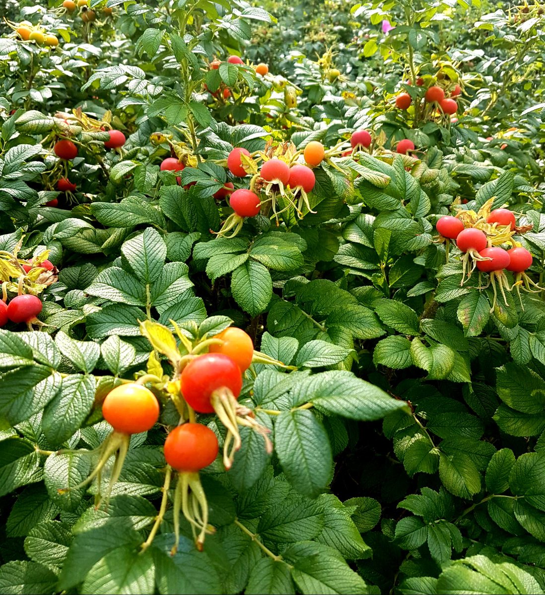 Wild rose hips are packed full of Vitamin C and antioxidants which help to boost your immune system. Remove the seeds / tiny hairs around the seeds which can cause irritation (like many things in life..)

<a href="/MuseumGardens/">York Museum Gardens</a> <a href="/YorkMuseumTrust/">York Museums Trust</a>
