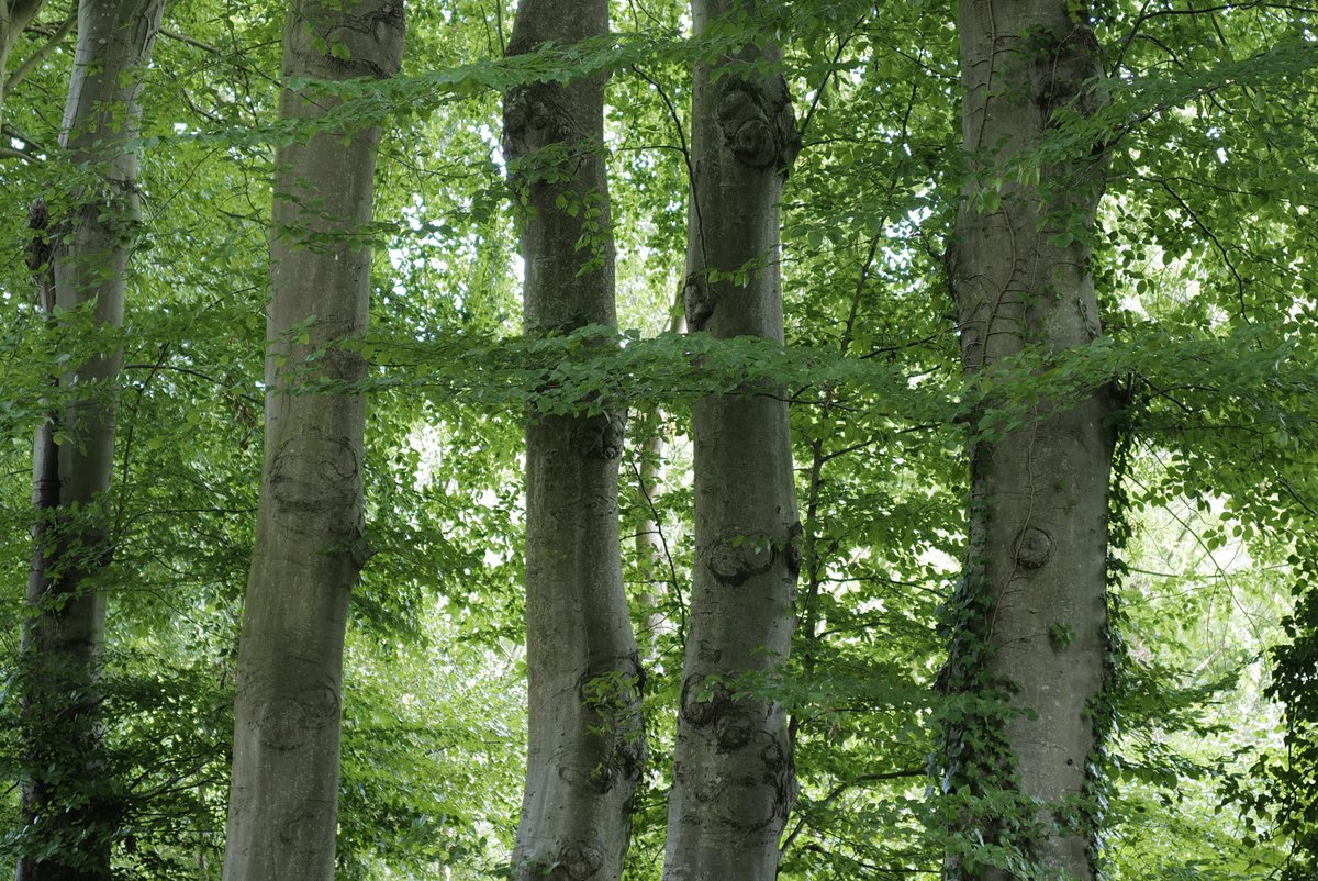 thierrygauquel1's tweet photo. Le #Hêtre (#Fagus sylvatica), essence phare du Pays de #Caux. Il y est souvent planté comme rideau brise-vent dans les #clos-#masures mais aussi le long des routes, comme ici, dans les #forêts des #PetitesDalles et #Grandes-Dalles. A préserver impérativement ! https://t.co/LsfhofB4fe