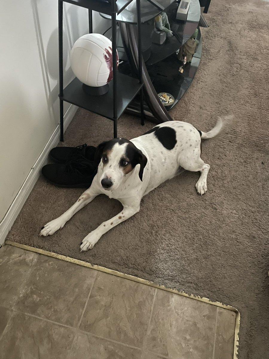 thedudewooflops's tweet photo. When you wanna go #WalkieTime in the morning the best place to wait is by the shoes! ๐ถ๐ถ๐๐#SmartDude #Dogs #DogsOfTwitter https://t.co/MYyyzVAX3R