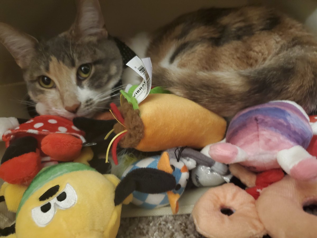 evemuppetshow's tweet photo. @memesiwish My queen https://t.co/yr5Uo3f3qC
