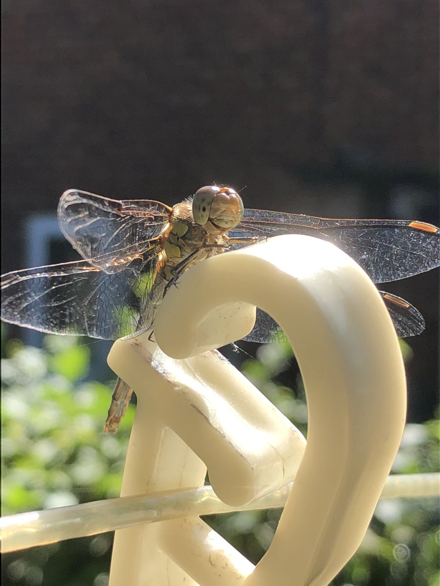 This afternoons visitors.