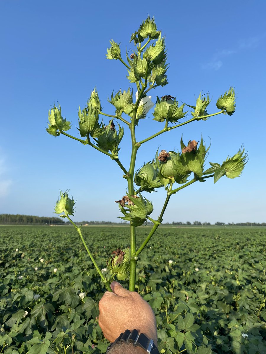 Wes Briggs tweet media