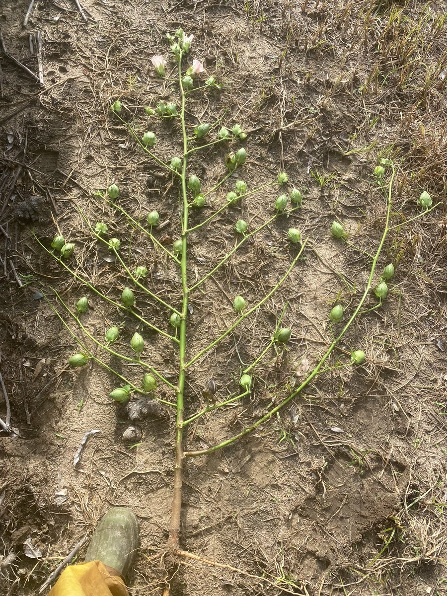 Wes Briggs tweet media